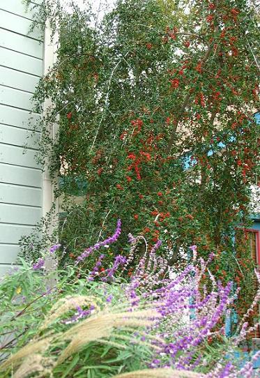 Weeping yaupon holly discount